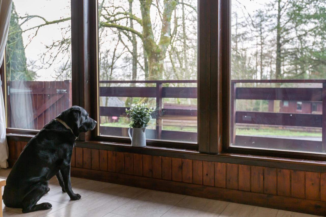 Bluebell Lodge 4 With Hot Tub Newton Stewart Bagian luar foto